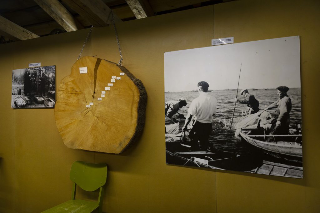 Poikkileikkaus vanhasta Kekäläisen kuusesta ja mustavalkoinen valokuva Kontiolahden Kotiseutumuseossa.