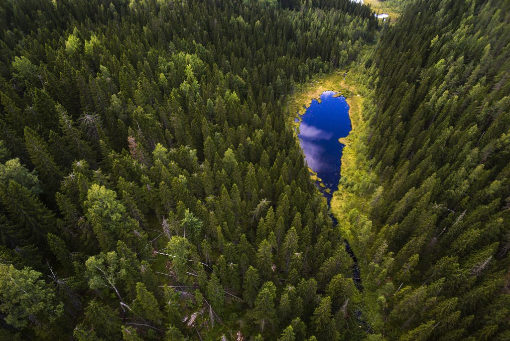 Sininen metsälampi ylhäältä kuvattuna havumetsän keskellä.